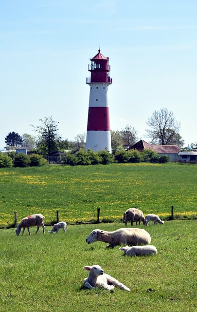Free Lighthouse Meadow photo and picture