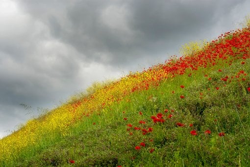 Valmuer, Valmue, Natur, Blomst, Blomstre