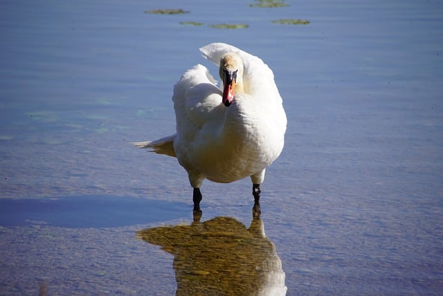 Cisne, Agua, Lago, Foco, Focado, Ataque