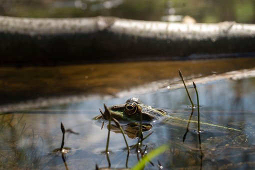 Free Frog Animal photo and picture