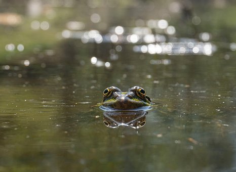 Free Frog Animal photo and picture