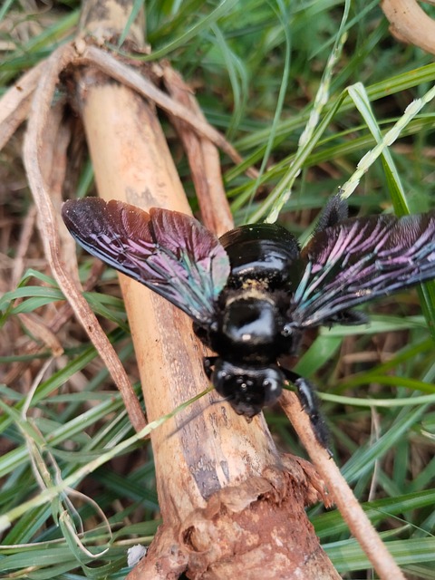 Albină, Natura, Insectă, Dulgher