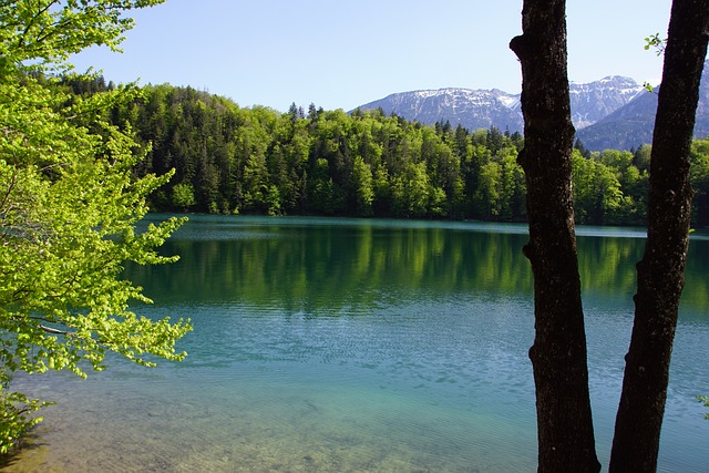 Garfo De Árvore, Lago, Claro, Arvores