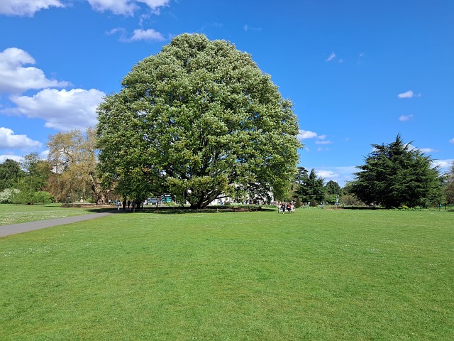 Dąb, Drzewo, Ogrody Botaniczne W Kew