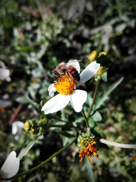 Free Nature Flowers photo and picture