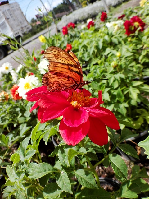 Free Butterfly Insect photo and picture