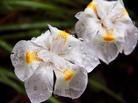 Free Flower Nature photo and picture