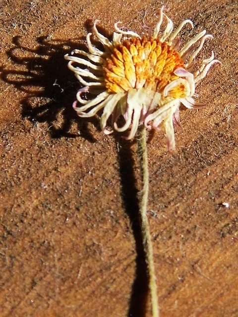 Free Flower Nature photo and picture