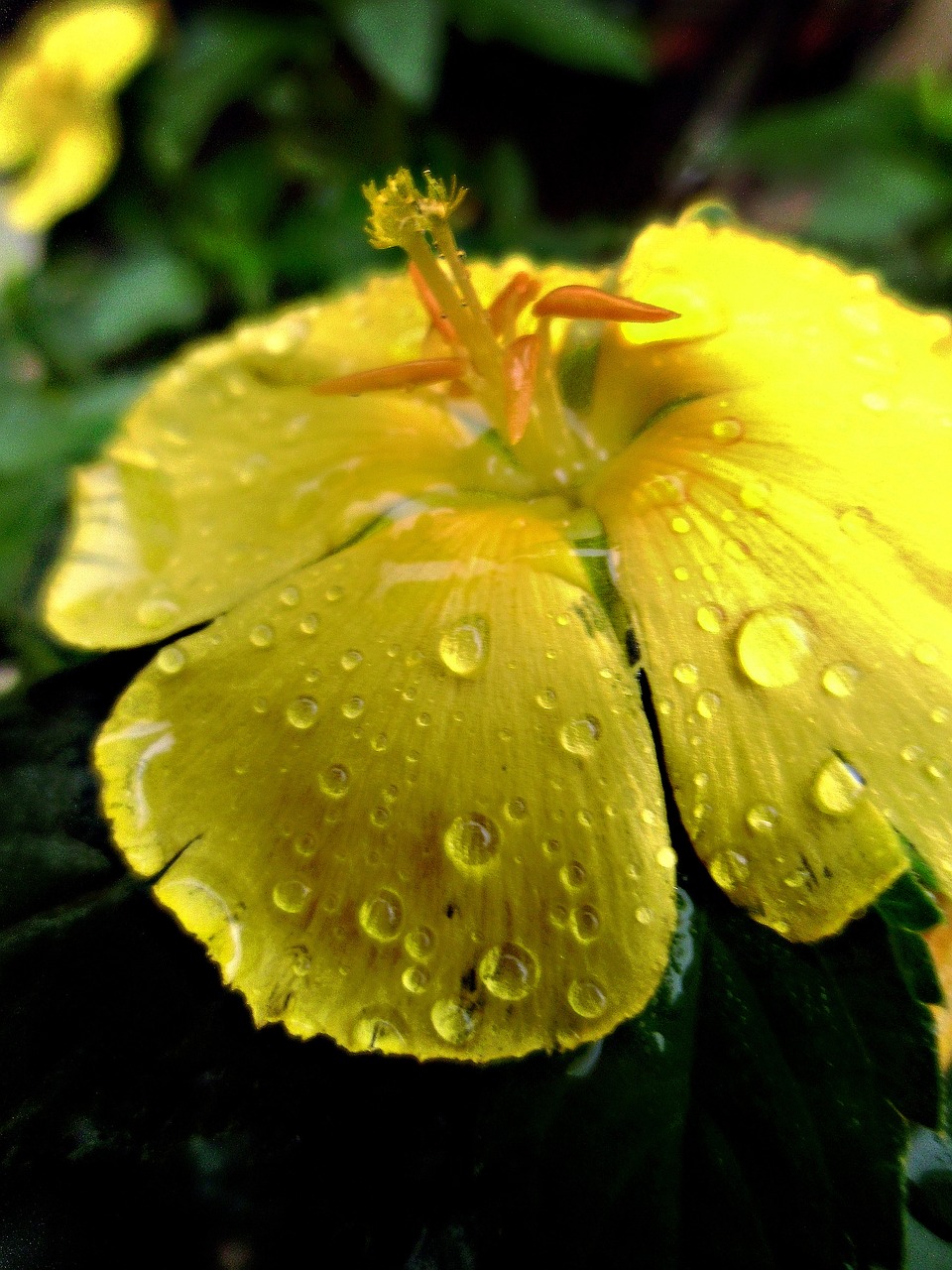 Free Flower Nature illustration and picture