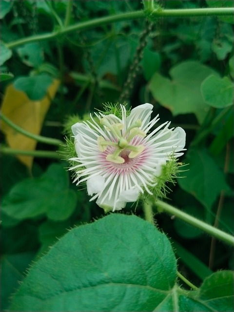 Parfum, Floare, A Inflori, Petale