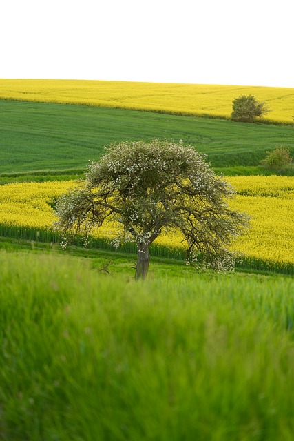 Dyp, Epletre, Oilseed Voldtekt