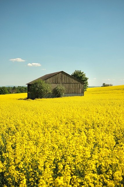 Hytte, Oilseed Voldtekt, Felt Av Rapsfrø