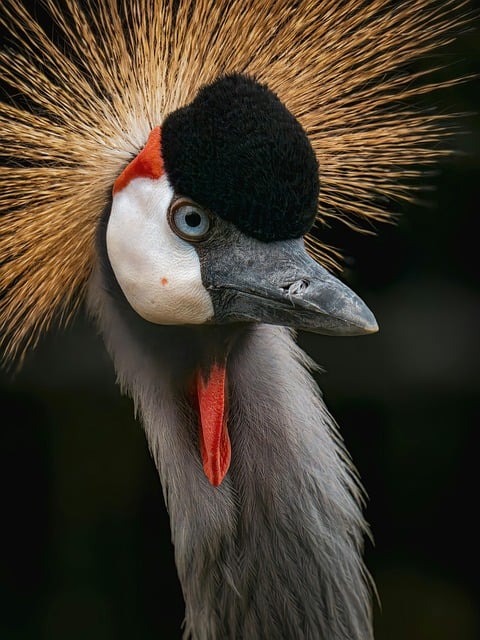 Free Crane Nature photo and picture