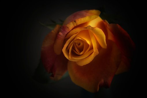 Free Rose Flower photo and picture