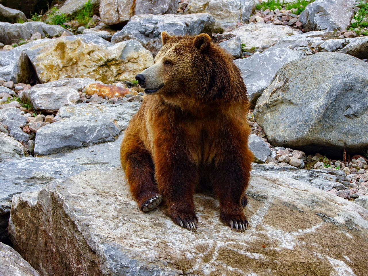 Bear Brown Animal Free Photo On Pixabay bear-brown-animal-free-photo-on-pixabay