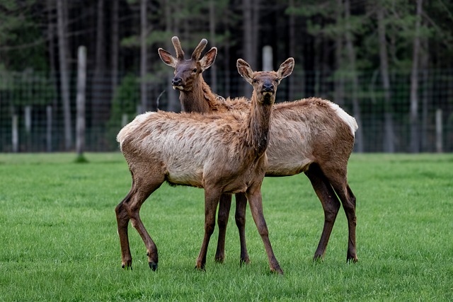 Deer Animal Wildlife - Free photo on Pixabay