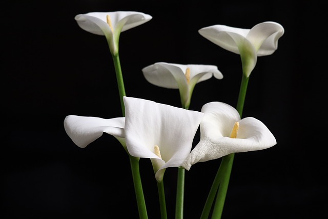 Bloemen, Lelies, De Lente