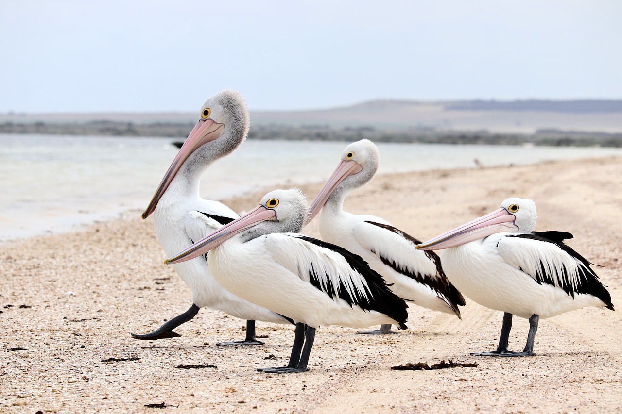Australia - free online jigsaw puzzle photo