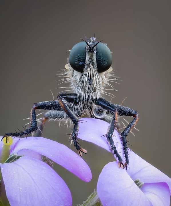 Insect Asilidae Entomology - Free photo on Pixabay