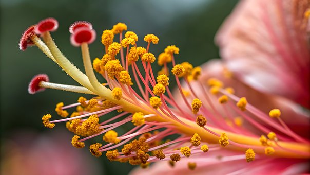 Stuifmeel, Natuur, Insect, Bestuiving