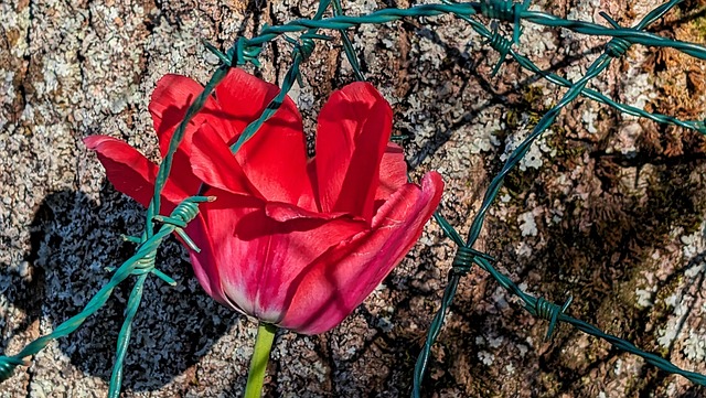 Free Spring Flower photo and picture