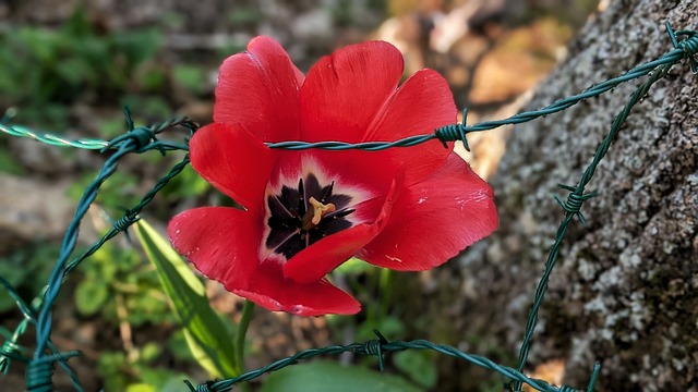 Free Spring Flower photo and picture