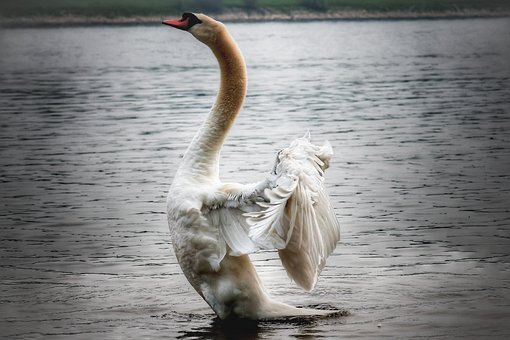 Free Swan Bird photo and picture
