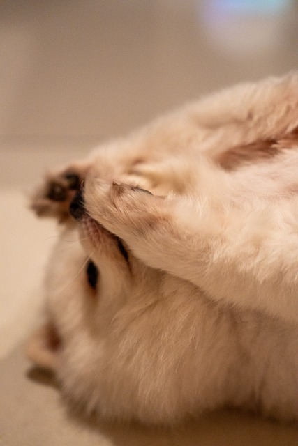 Câine, Catelus, Pommeranină, Alb, Pufos