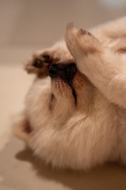 Câine, Catelus, Pommeranină, Alb, Pufos