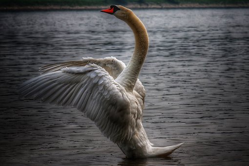 Free Swan Bird photo and picture