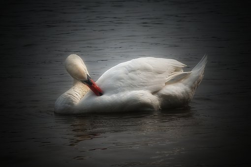 Free Swan Water Bird photo and picture