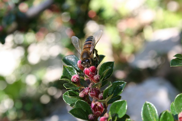 Spring Bees And Insects Spring Bee Insect - Free photo on Pixabay