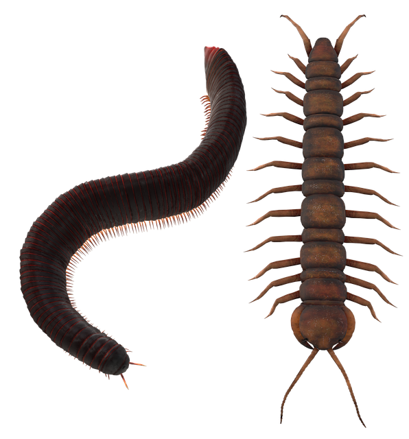 Free insect nature wildlife illustration