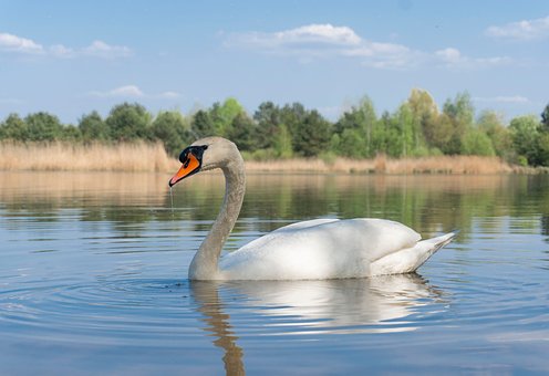 Free Swan Bird photo and picture