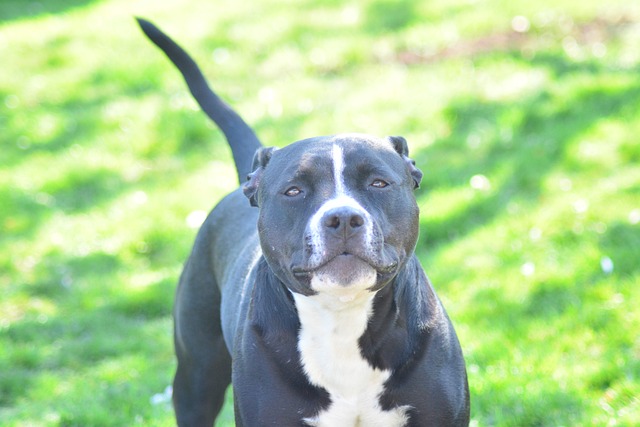 Pitt Bull, Staffordshire, Hund, Tier