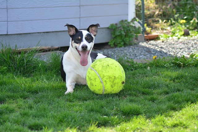 Fox Terrier, Tier, Hund, Haustier