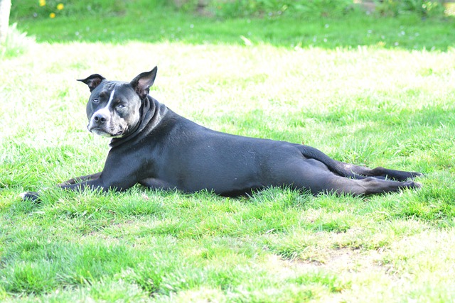 Mitarbeiter, Hund, Haustier, Tier, Hund