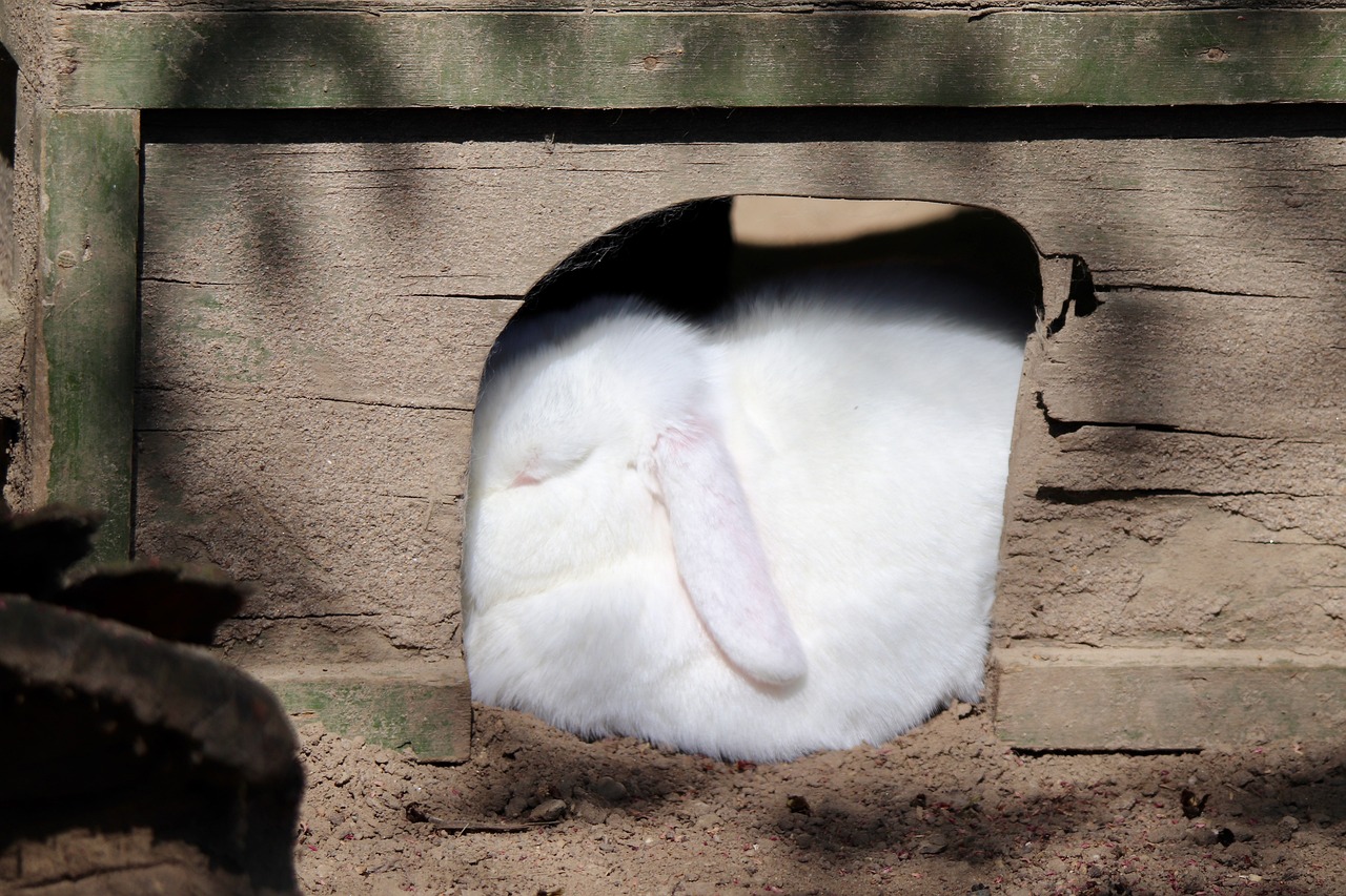 White Rabbit Rabbits Aries - Free photo on Pixabay