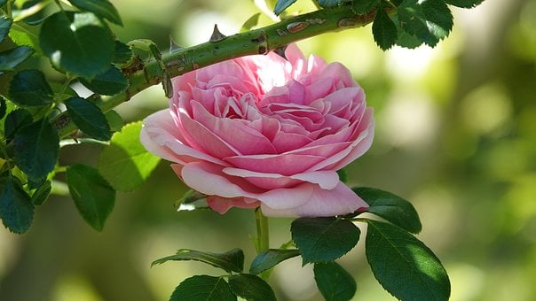 Primavera, 2025, Rosa, Natureza, Jardim