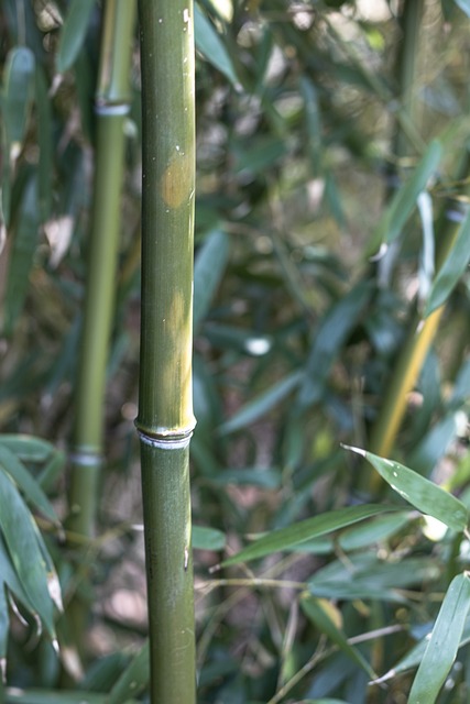 Free Bamboo Greens photo and picture