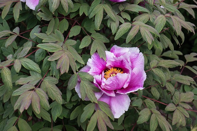 Free Pion Flower photo and picture