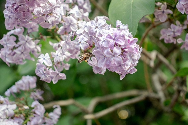 Free Bee Lilac photo and picture
