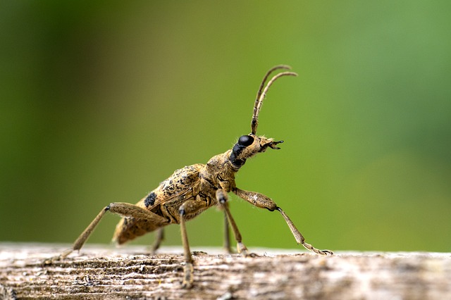 Free Black-Spotted Pincer-Buck photo and picture