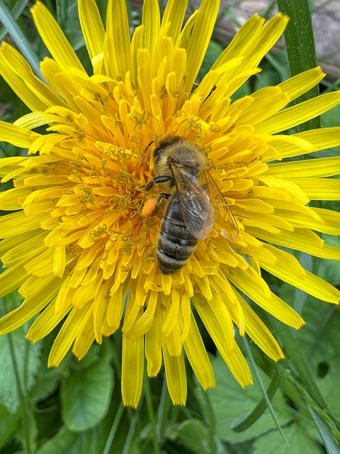 Free Dandelion Flower photo and picture