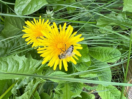 Free Nature Flower photo and picture