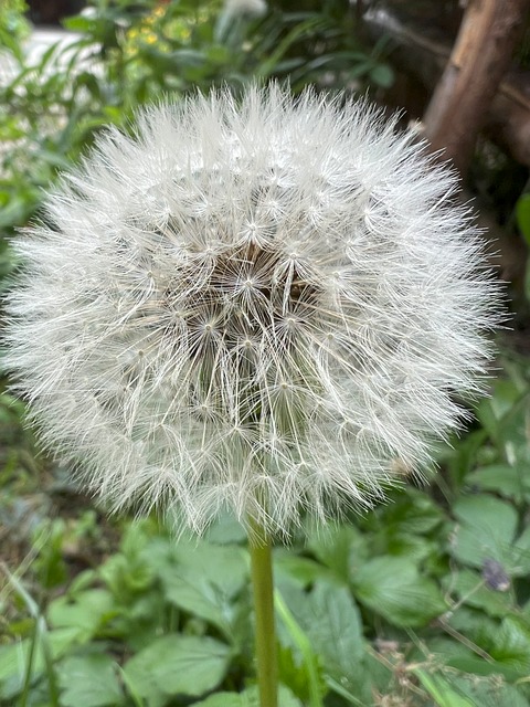 Free Dandelion Nature photo and picture
