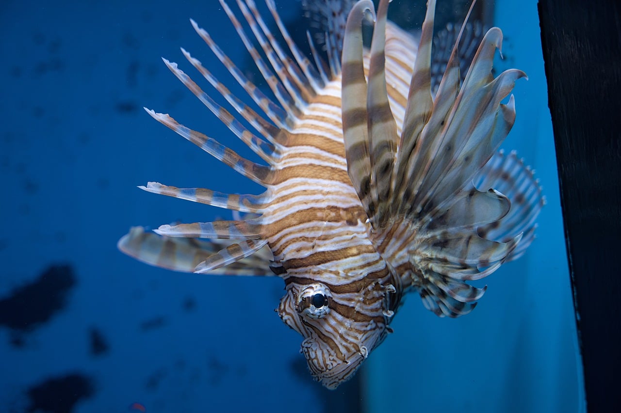 Fish - free online jigsaw puzzle photo