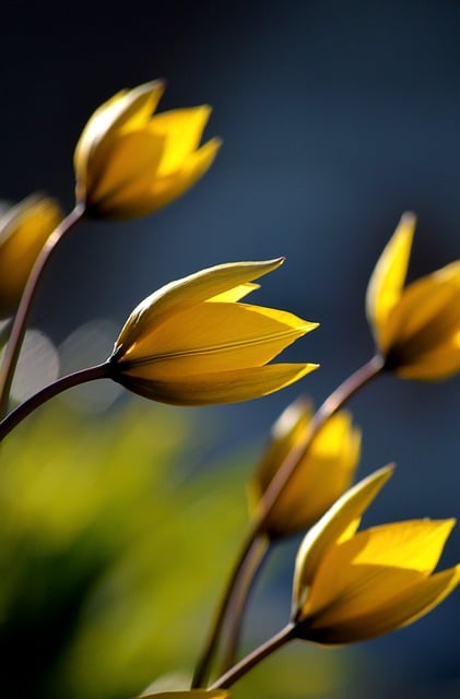 Download free HD stock image of Wild Tulips Tulips Free Wild Tulips Tulips photo and picture