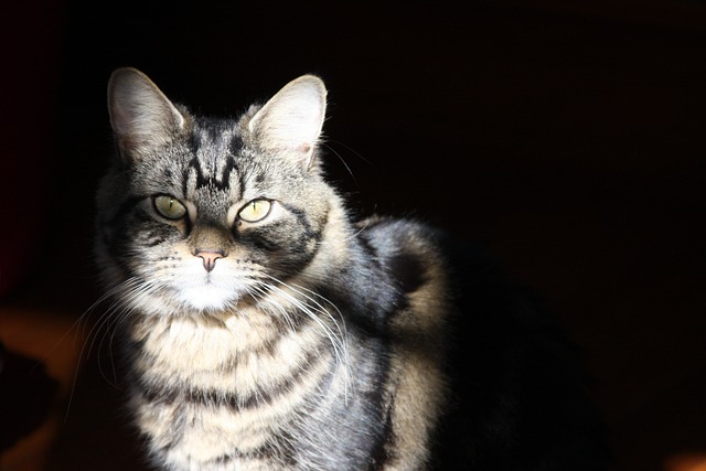 Free Cat Pet photo and picture