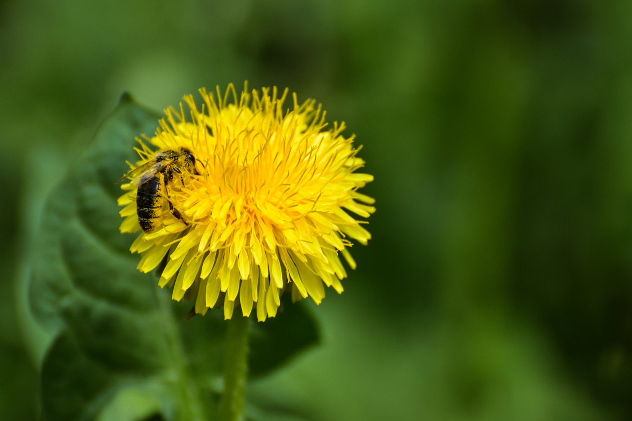 Bee Insect Nature - Free photo on Pixabay